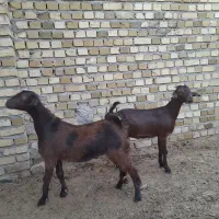 روغن خر هم کیلو هم بسته بندی شده بزغاله