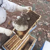 عسل طبیعی عوالان|خوردنی و آشامیدنی|سنندج, |دیوار