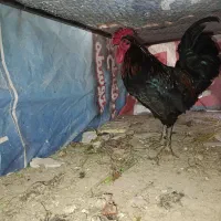 خروس و تعدادی بلدرچین