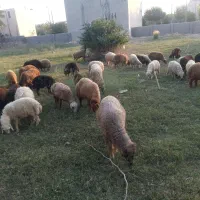 بره|حیوانات مزرعه|جم, |دیوار