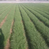 فروش نهال پیاز مینروا