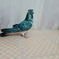 کفتر جوجه پرشی ساعت بالا