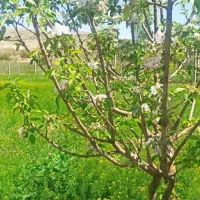 باغ فروشی..معاوضه با خودرو دارم