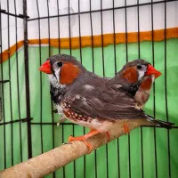 فنچ اروپایی کینگ|پرنده|رشت, لاکانی|دیوار