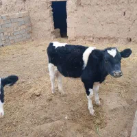 گوساله|حیوانات مزرعه|تربت جام, میان جام|دیوار