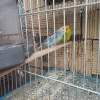 فروش مرغ عشق  پروانه ای و انگلیسی مولد روی تخم