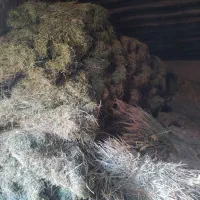 بیده آبی|لوازم جانبی حیوانات|اسفراین, |دیوار