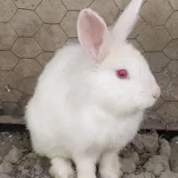 خرگوش باهوش چشم شرابی