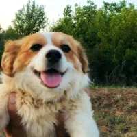 سگ گمشده