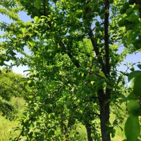 کود حیوانی گاوی و گوسفندی سوخته وسالخورده