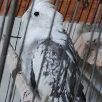 عروس هلندی|پرنده|مشهد, ثامن|دیوار