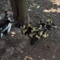 جوجه اردک اسرائیلی