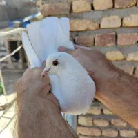 کبوتر پرشی غریب گیری|پرنده|کرمانشاه, |دیوار