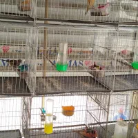 جوجه سهره نر به شرط .سهره خاکی