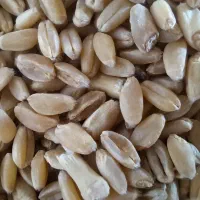 گندم بذری مهرگان درجه یک|گل و گیاه طبیعی|حمیدیه, |دیوار