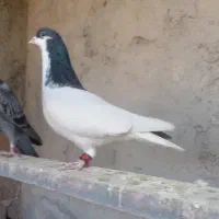 کبوتر رنگی|پرنده|قزوین, |دیوار