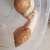 حلزون