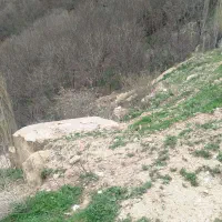 بذر یونجه دیم