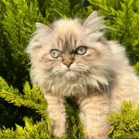 گربه نر پرشین چشم آبی