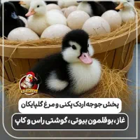 نماینده ورامین در گیلان ، جوجه گلپایگان ،اردک پکنی|حیوانات مزرعه|رشت, گلباغ نماز|دیوار