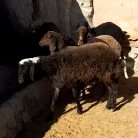 بره نر سبک جفت ۶۵ ، ۷۰ کیلو ۷عدد