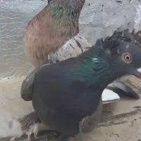 ترکیه نروماده سرورنر اویناق ماده دم سفیدغلط داره|پرنده|اردبیل, |دیوار