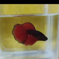 فایتر هافمون بتا|ماهی|لنجان, |دیوار