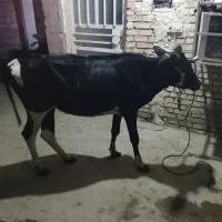 گاوابستن