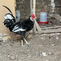 تعدادی مرغ و خروس گلین توضیحات کامل