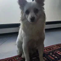سگ پامر اشپیتز پیدا شده