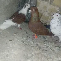 کفتر سرخ با پشت سرخ