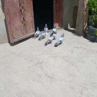 کفتر روزگاری