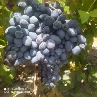 فروش انگور ترکمن ۴ مویزی