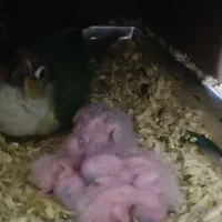 راهب گرینچیک