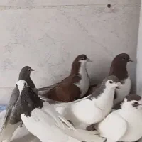 جوجه ، ماده و جفتگاه ( کفتر کبوتر)