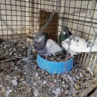 کفتر کبوتر کله سبز درجه یک به شرط همه چی میدم|پرنده|داراب, |دیوار