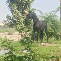 اسب|اسب و تجهیزات اسب‌سواری|بندرعباس, |دیوار