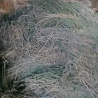 یونجه خشک خوراک دام