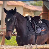 فروش اسب نژاد هولشتاین