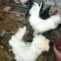 مرغ تزئینی و کرمانشاهی