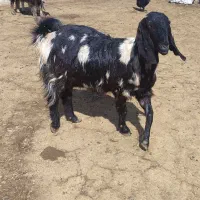 بز پاکستانی