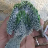 جوجه طوطی ملنگو فروشی