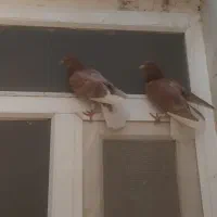 کبوتر|پرنده|اصفهان, بهارستان|دیوار