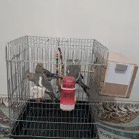 عروس هلندی|پرنده|تهران, هاشمی|دیوار