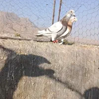 کبوتر|پرنده|شیراز, آزادگان|دیوار