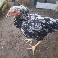 لاری تخم گذار