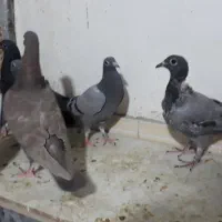 جوجه پلاکی|پرنده|اهواز, نادری|دیوار