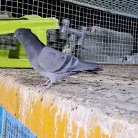 نر بالغ ضمانتی|پرنده|اردکان, |دیوار