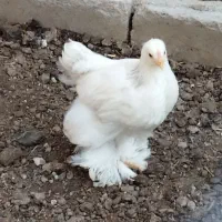 تخم برهما