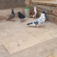 هفت عدد کبوتر|پرنده|قم, باغ کرباسی|دیوار